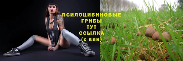 крисы Алзамай